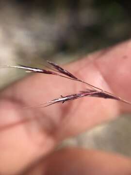 Image of perennial sandgrass