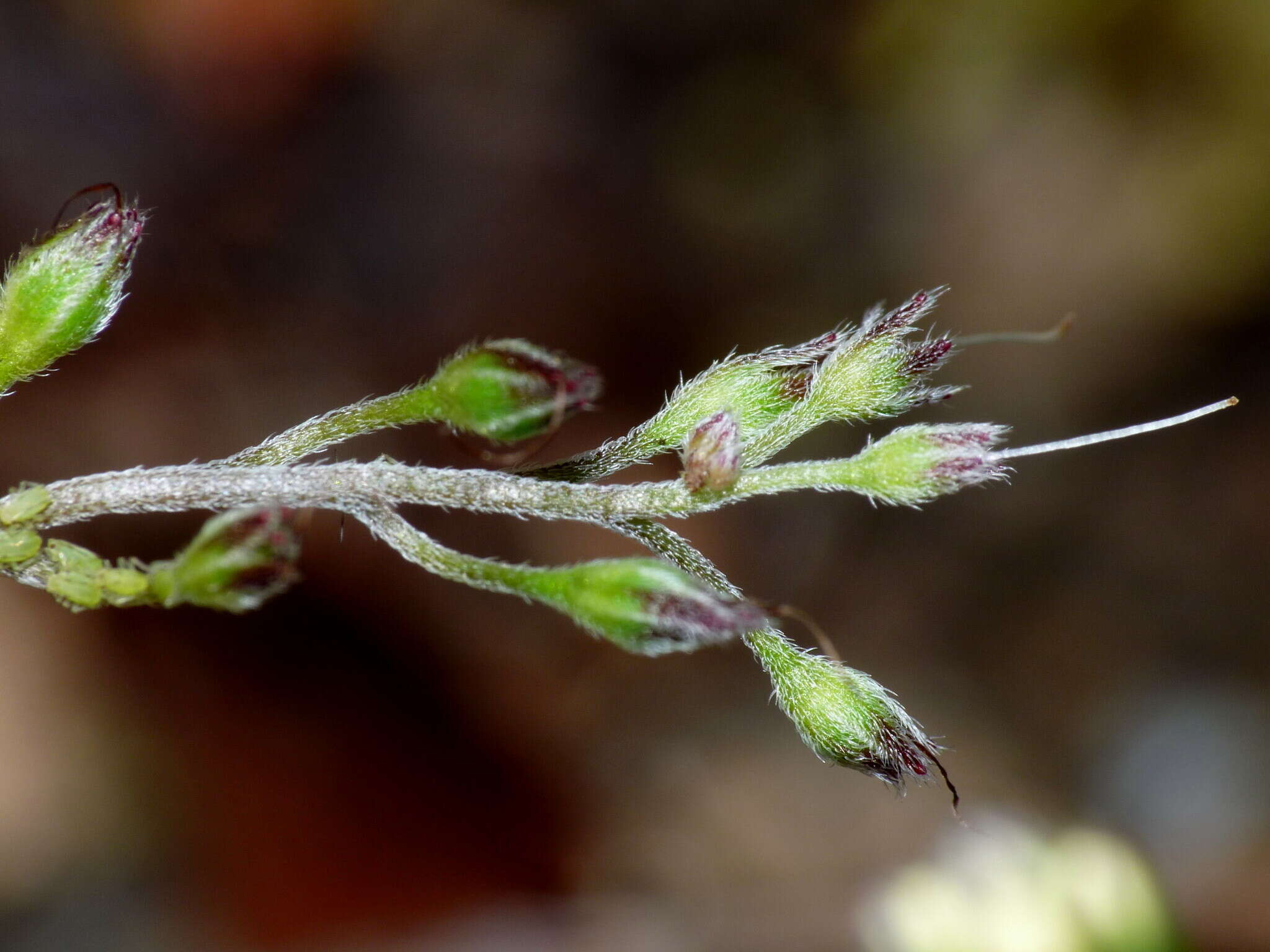 Image de Myosotis brockiei subsp. brockiei