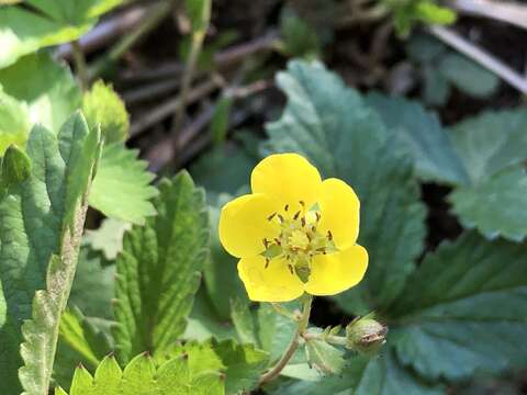 Image of Potentilla freyniana Bornm.