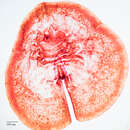 Image of Pyriform scale