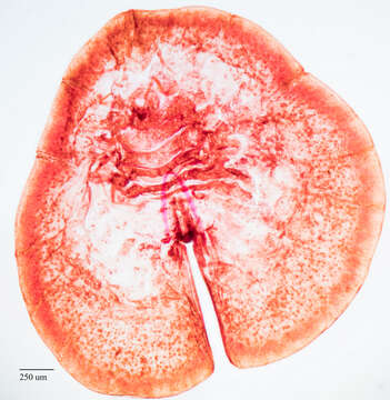 Image of Pyriform scale