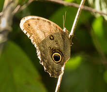 Imagem de Caligo brasiliensis minor Kaye 1904