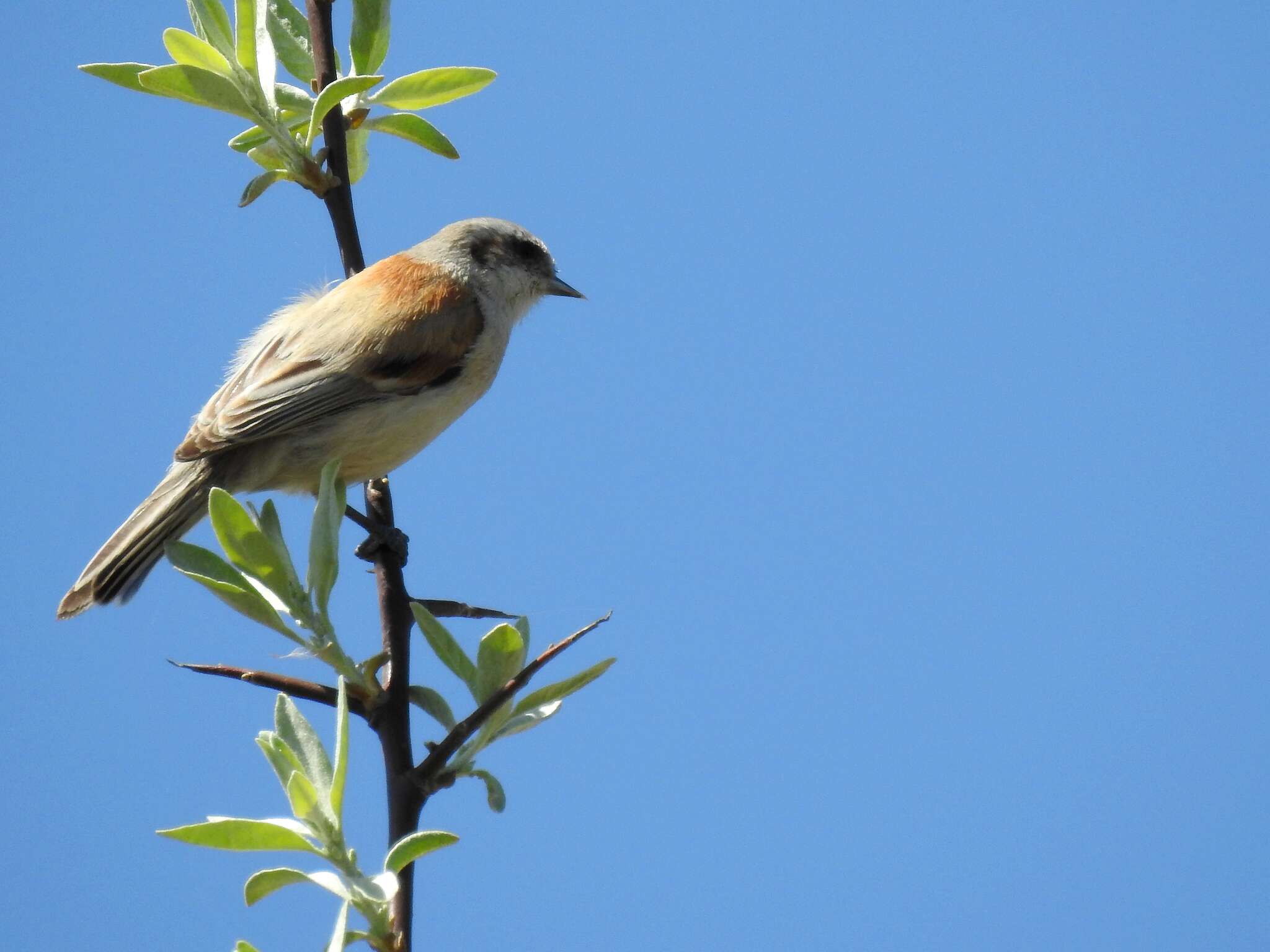 Image of White-Crowned Penduline Tit