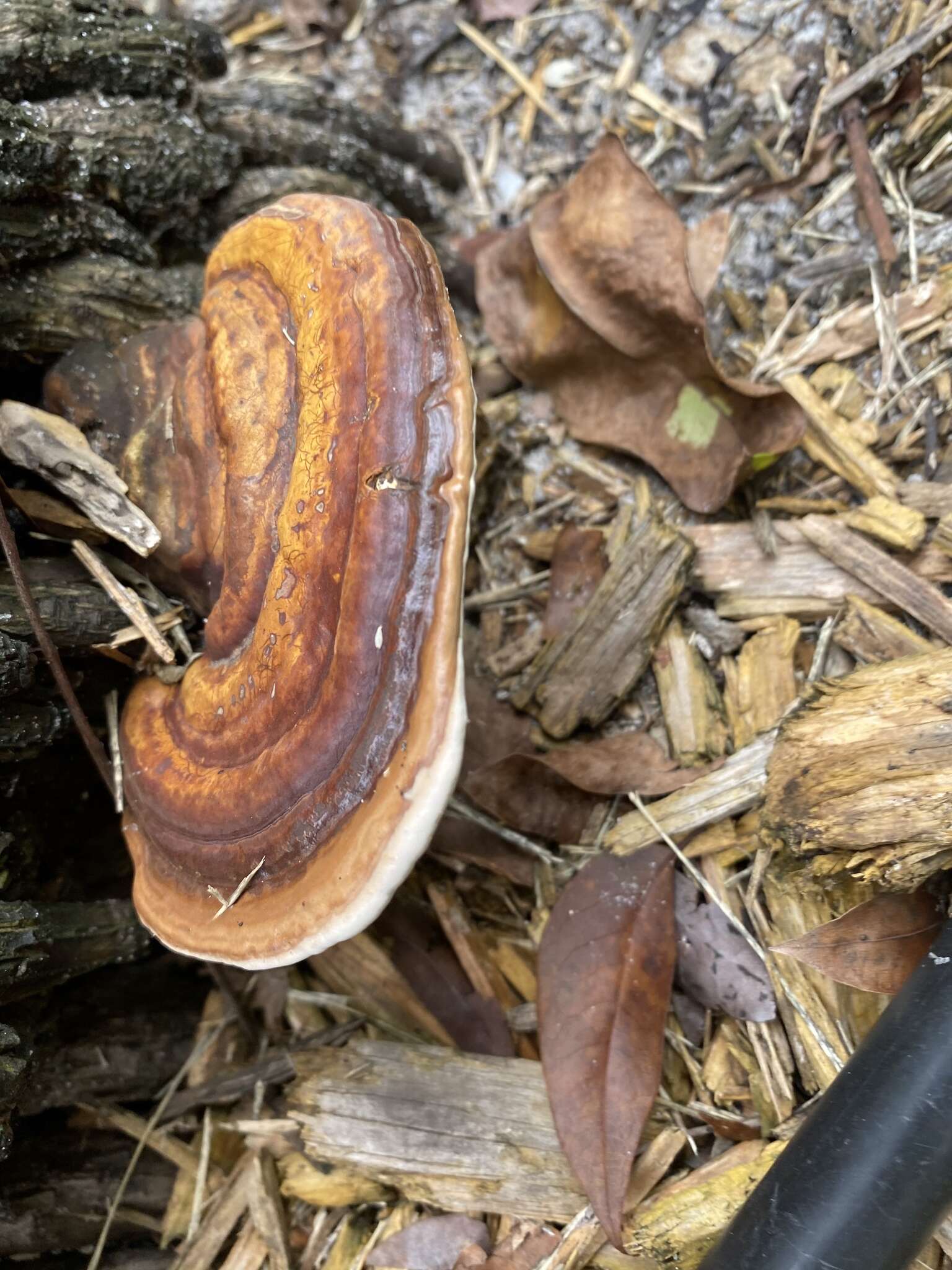 Image of Ganoderma zonatum Murrill 1902