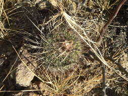 Image of Stenocactus ochoterenanus Tiegel