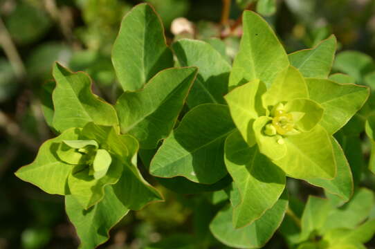 Image of Euphorbia clementei Boiss.