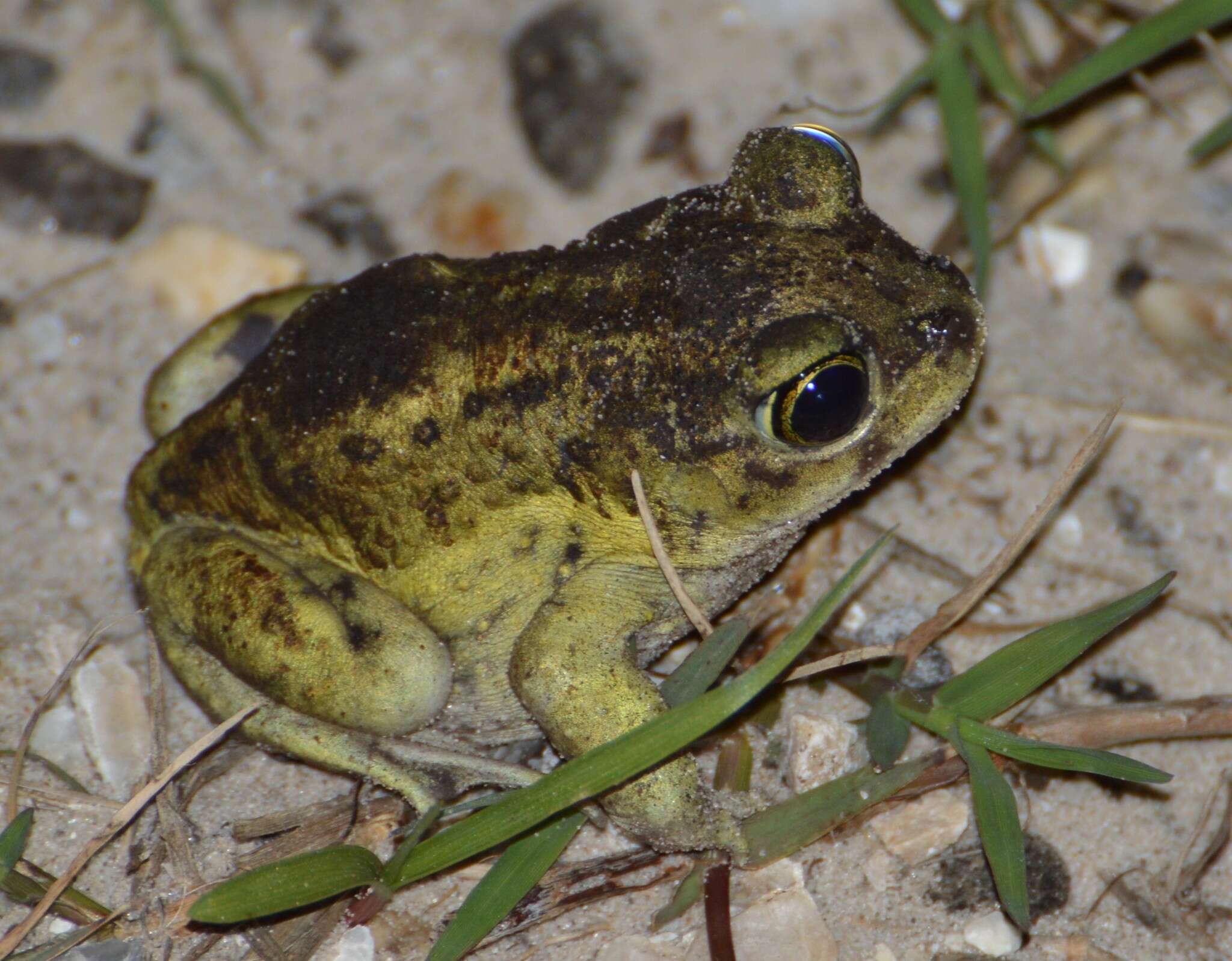 Imagem de Scaphiopus hurterii Strecker 1910