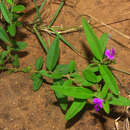 Image of Polygala transvaalensis subsp. transvaalensis