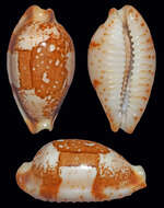 Image of Bistolida stolida kwajaleinensis (P. Martin & Senders 1983)
