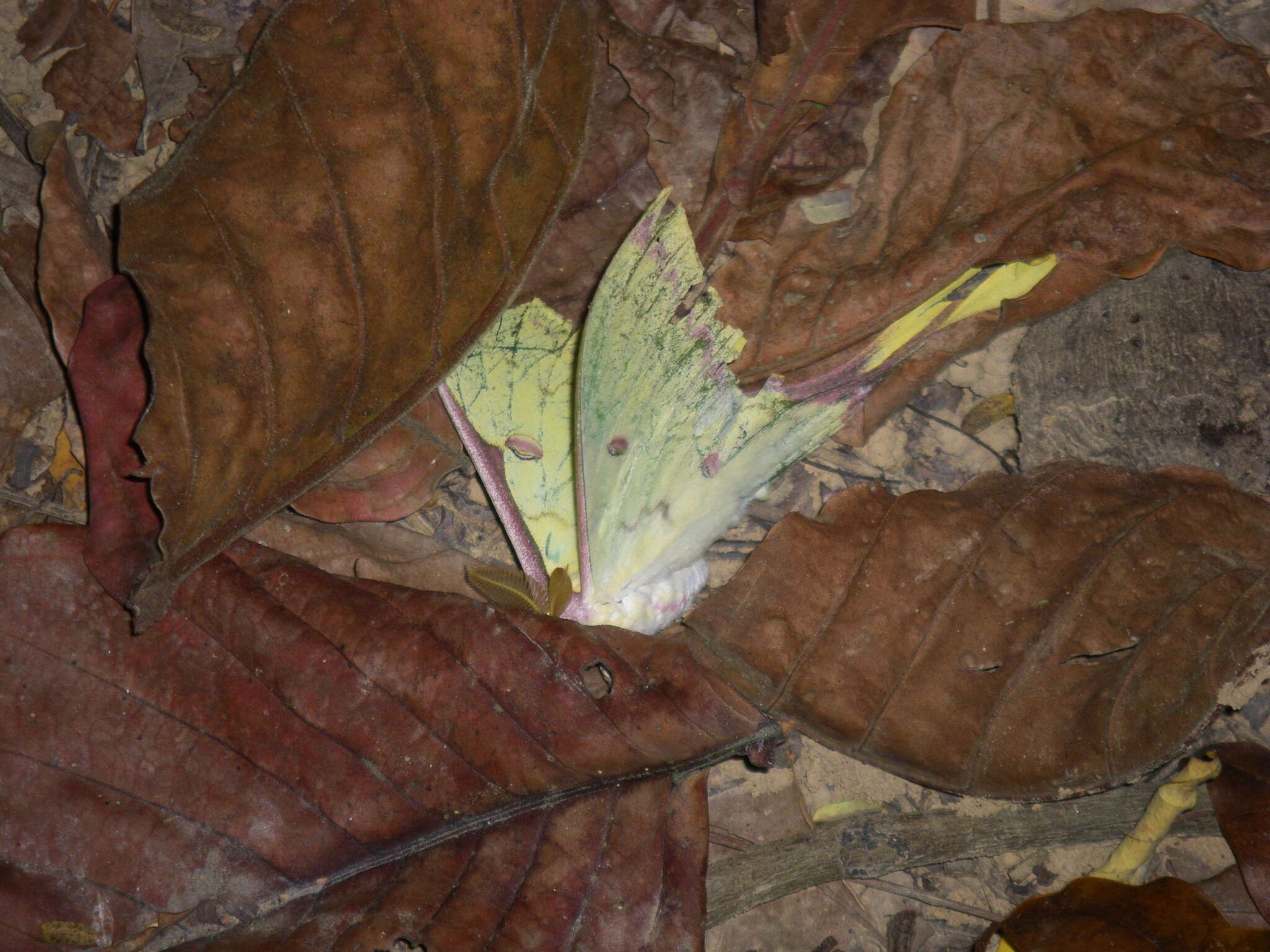 Image of Actias sinensis subaurea Kishida 1993