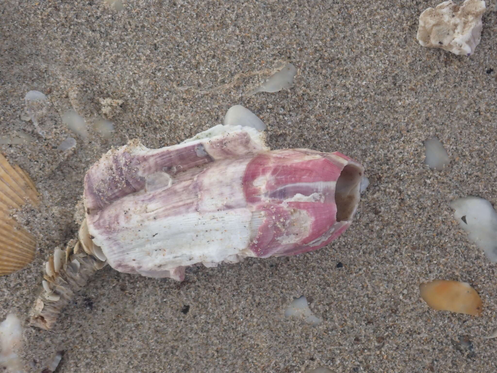 Image of titan acorn barnacle