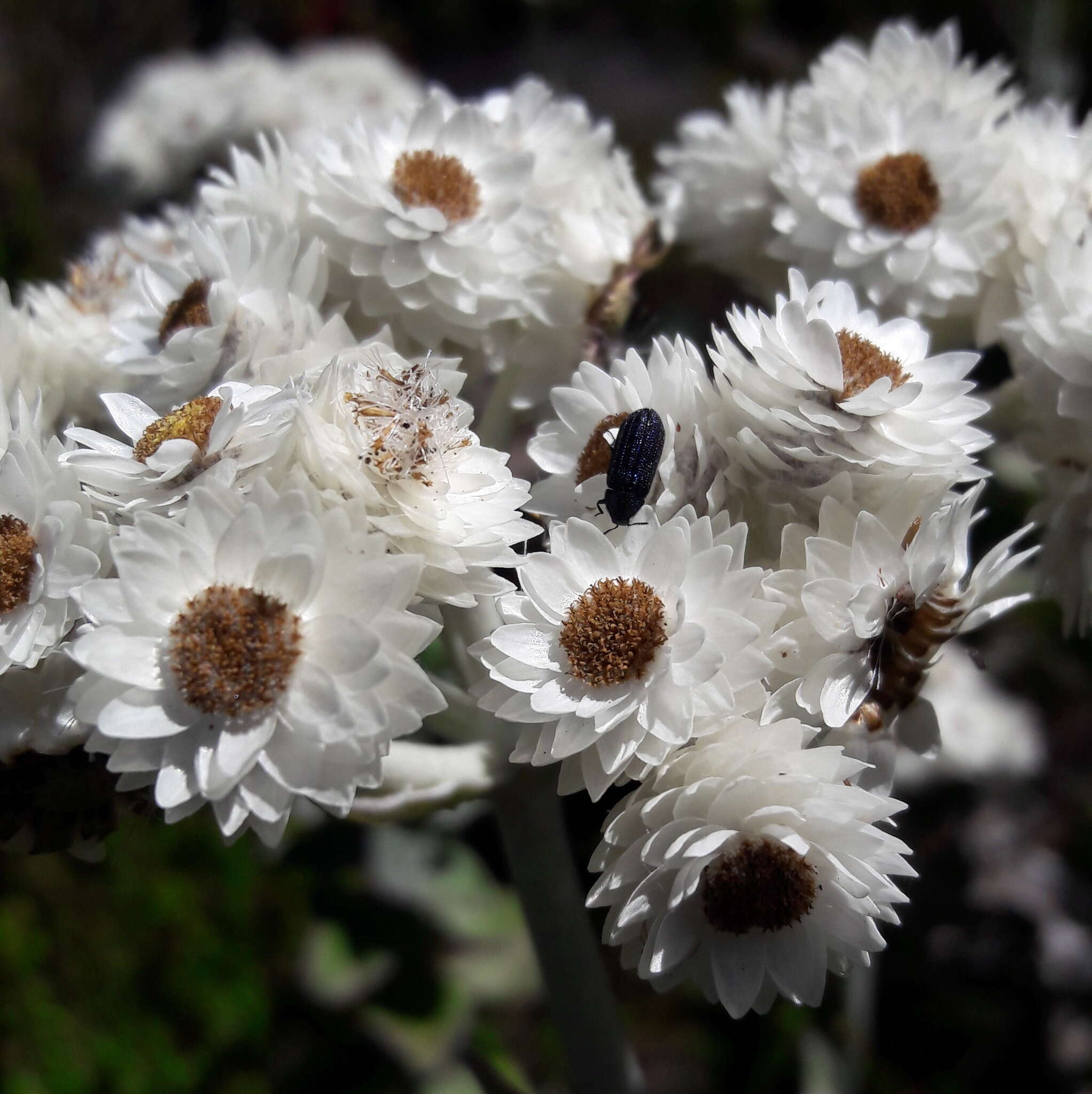 Helichrysum fruticans (L.) D. Don resmi