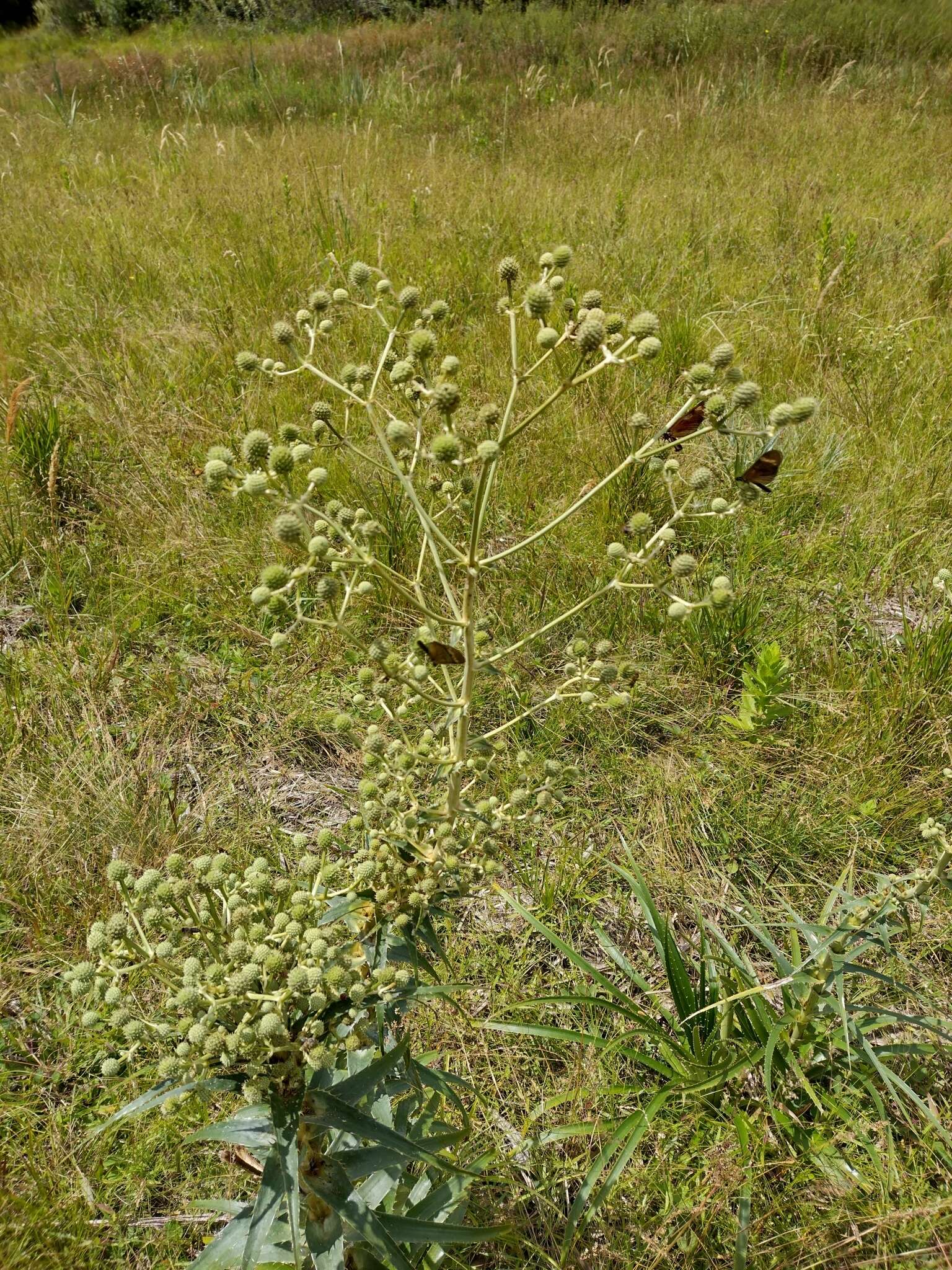 Eryngium horridum Malme resmi