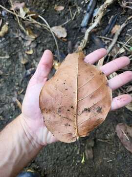 Coccoloba swartzii Meisn. resmi