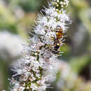 Image of Philanthus pulchellus Spinola 1843