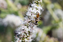 Image of Philanthus pulchellus Spinola 1843