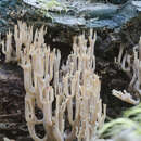 Image of Artomyces novae-zelandiae Lickey 2003