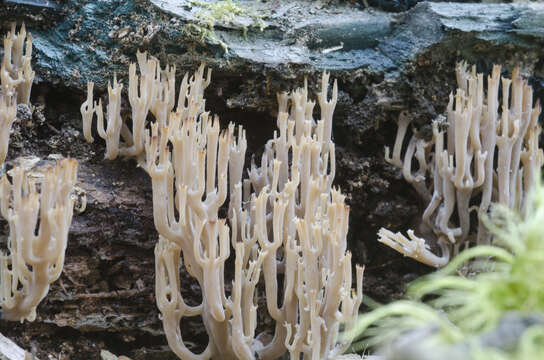 Image of Artomyces novae-zelandiae Lickey 2003