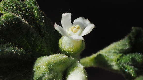 Image of whiteflower currant