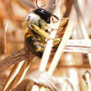 Image of Aztec Horse-fly Carpenter