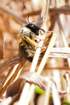 Image of Xylocopa tabaniformis azteca Cresson 1878