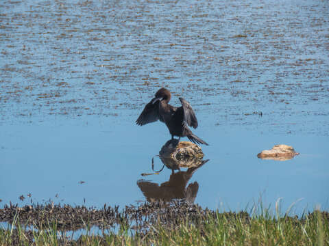 Image of Pygmy Cormorant