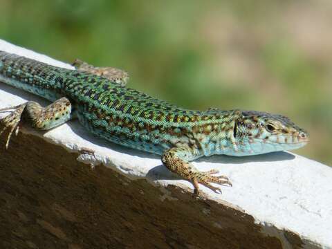 Слика од Podarcis pityusensis formenterae (Eisentraut 1928)