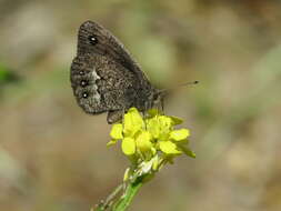 Imagem de Faunula patagonica Mabille