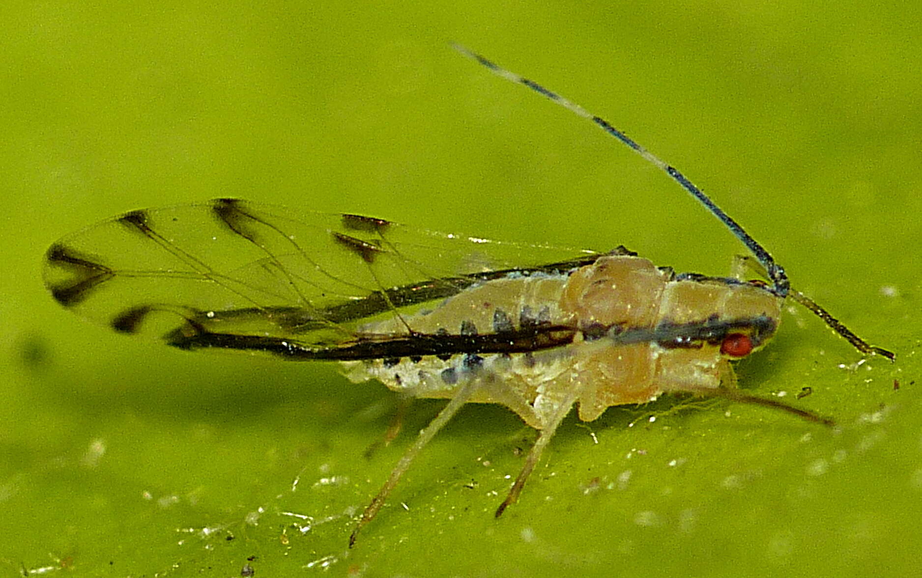 Image de Eucallipterus