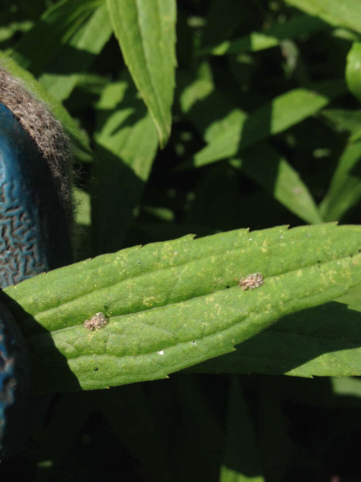 Image of Chrysanthemum Lace Bug