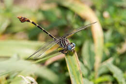 Image of Five-striped Leaftail