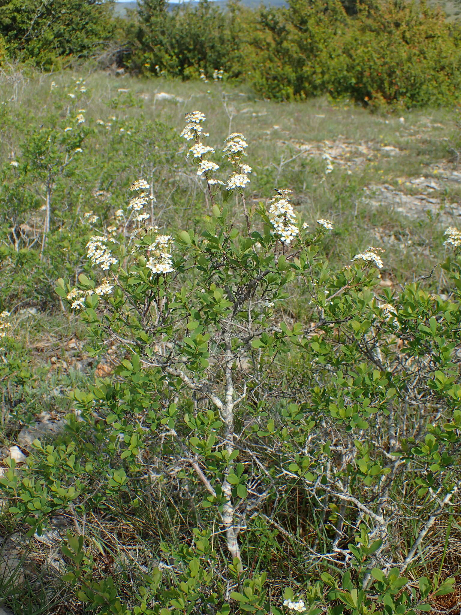 صورة Spiraea hypericifolia subsp. obovata (Waldst. & Kit. ex Willd.) Dostál