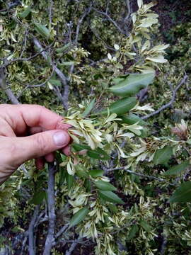 Image of Ruprechtia laxiflora Meisn.