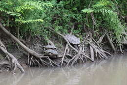 Image of Caspian turtle