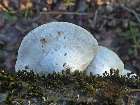 Image de Polypore souris