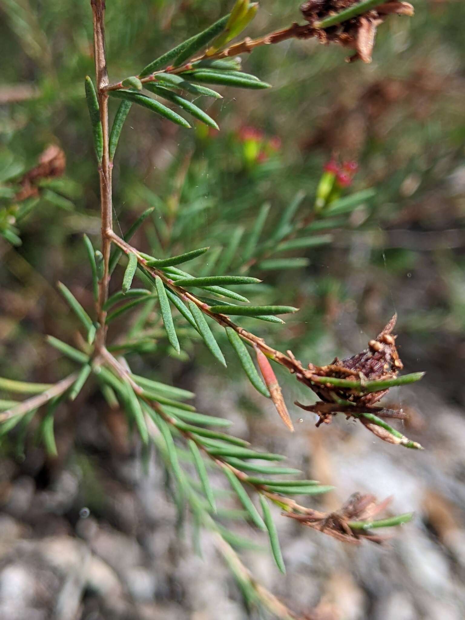 Homoranthus virgatus A. Cunn. ex Schau.的圖片