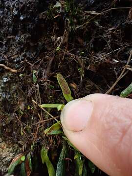 Image of Grammitis stenophylla Parris