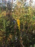 Image of downy goldenrod