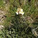 Imagem de Linaria depauperata subsp. depauperata