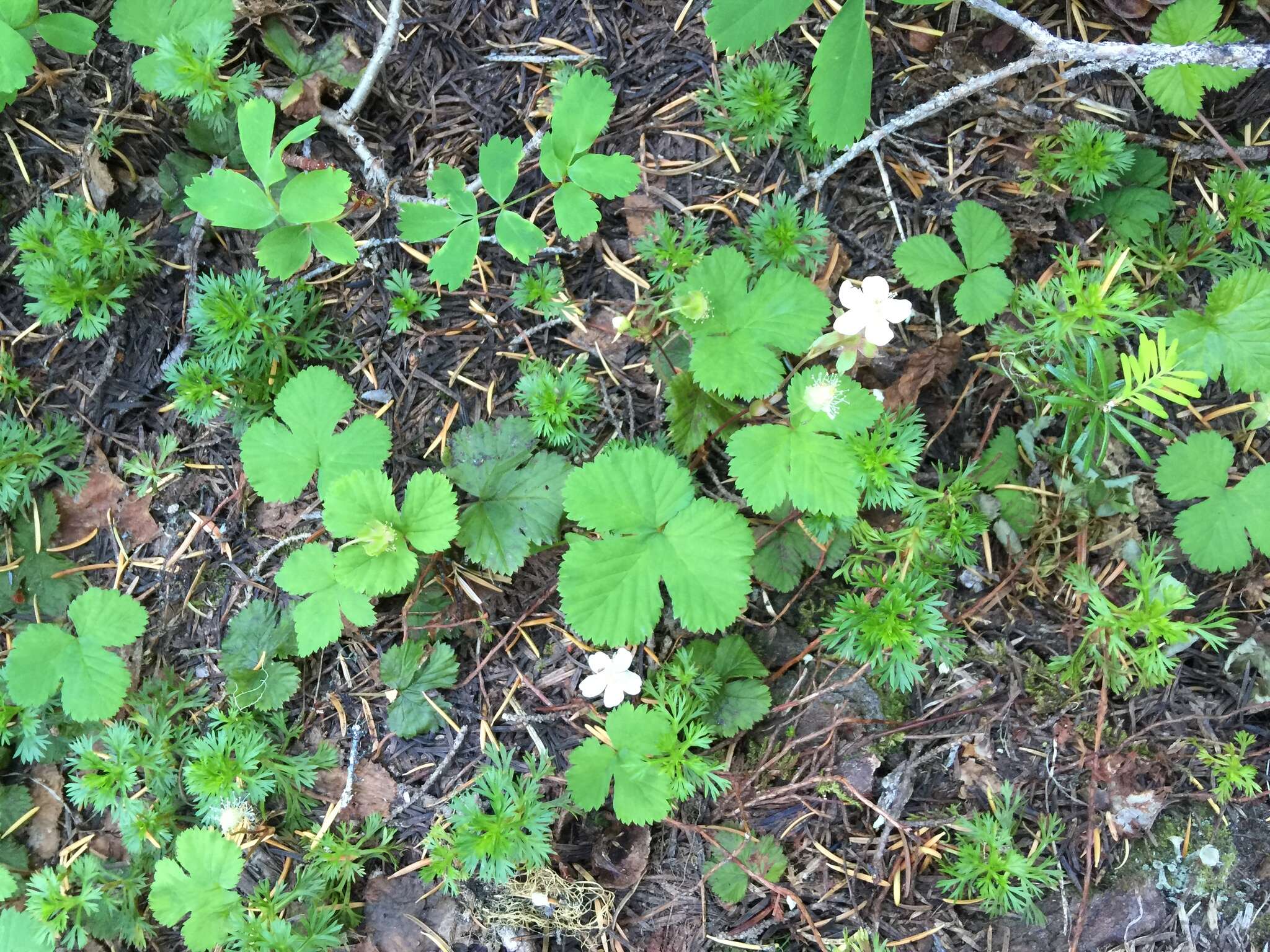 Sivun Rubus lasiococcus A. Gray kuva