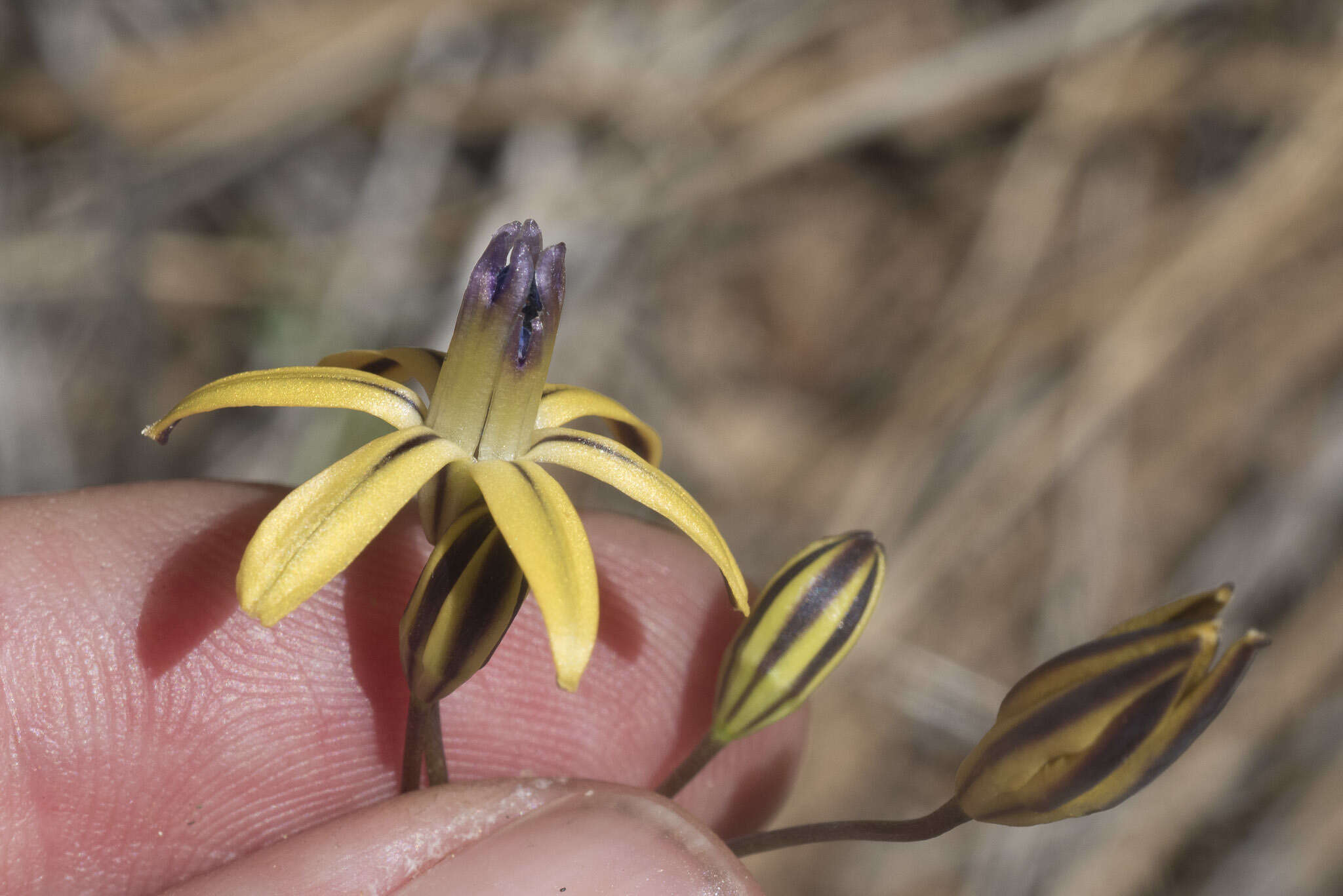 Sivun Triteleia ixioides subsp. anilina (Greene) L. W. Lenz kuva