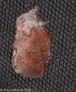 Image of American Lappet Moth