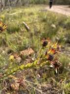 Image of Leucadendron stelligerum I. Williams