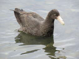 Image of Antarctic Giant-Petrel