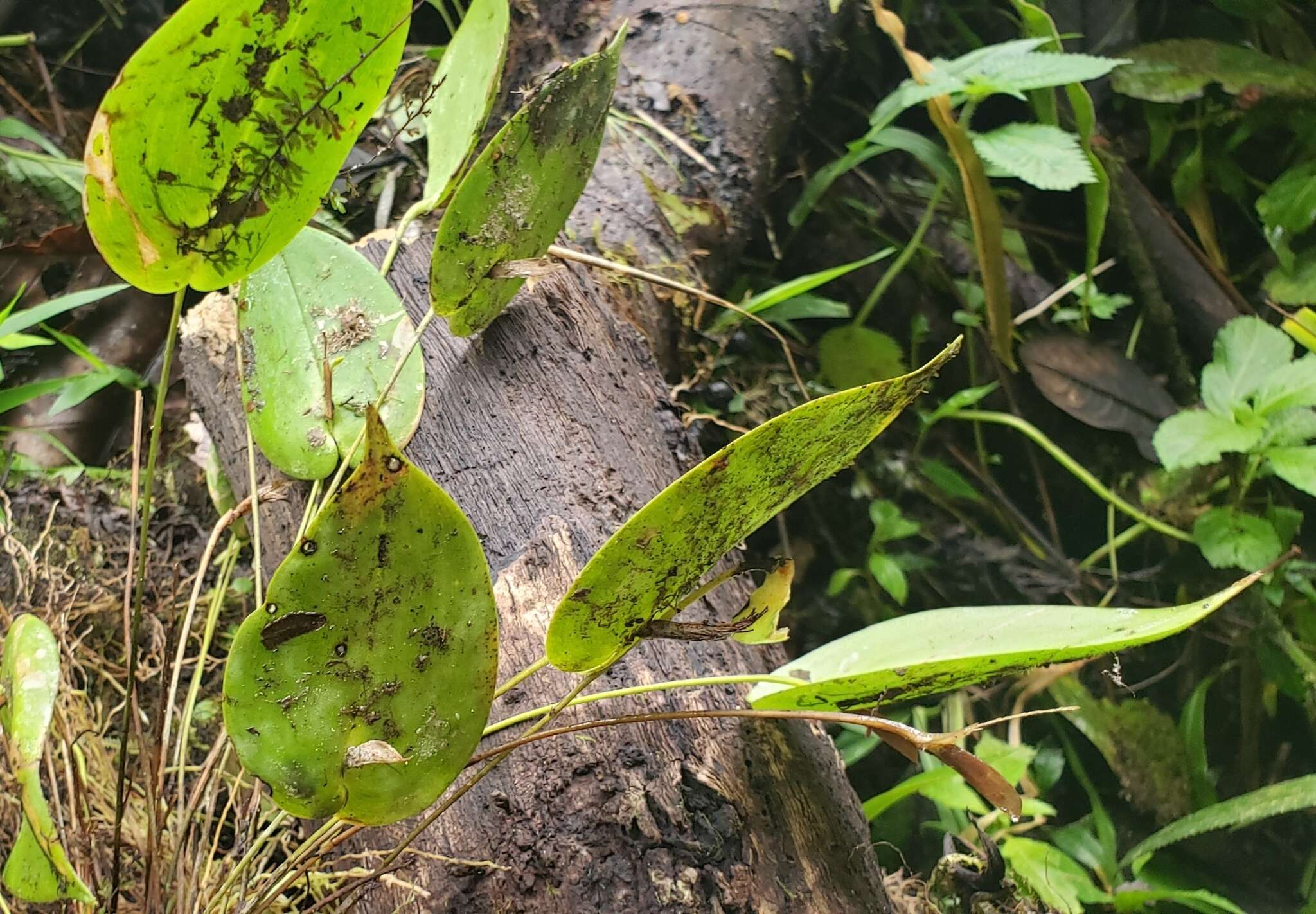 Imagem de Pleurothallis prolaticollaris Luer