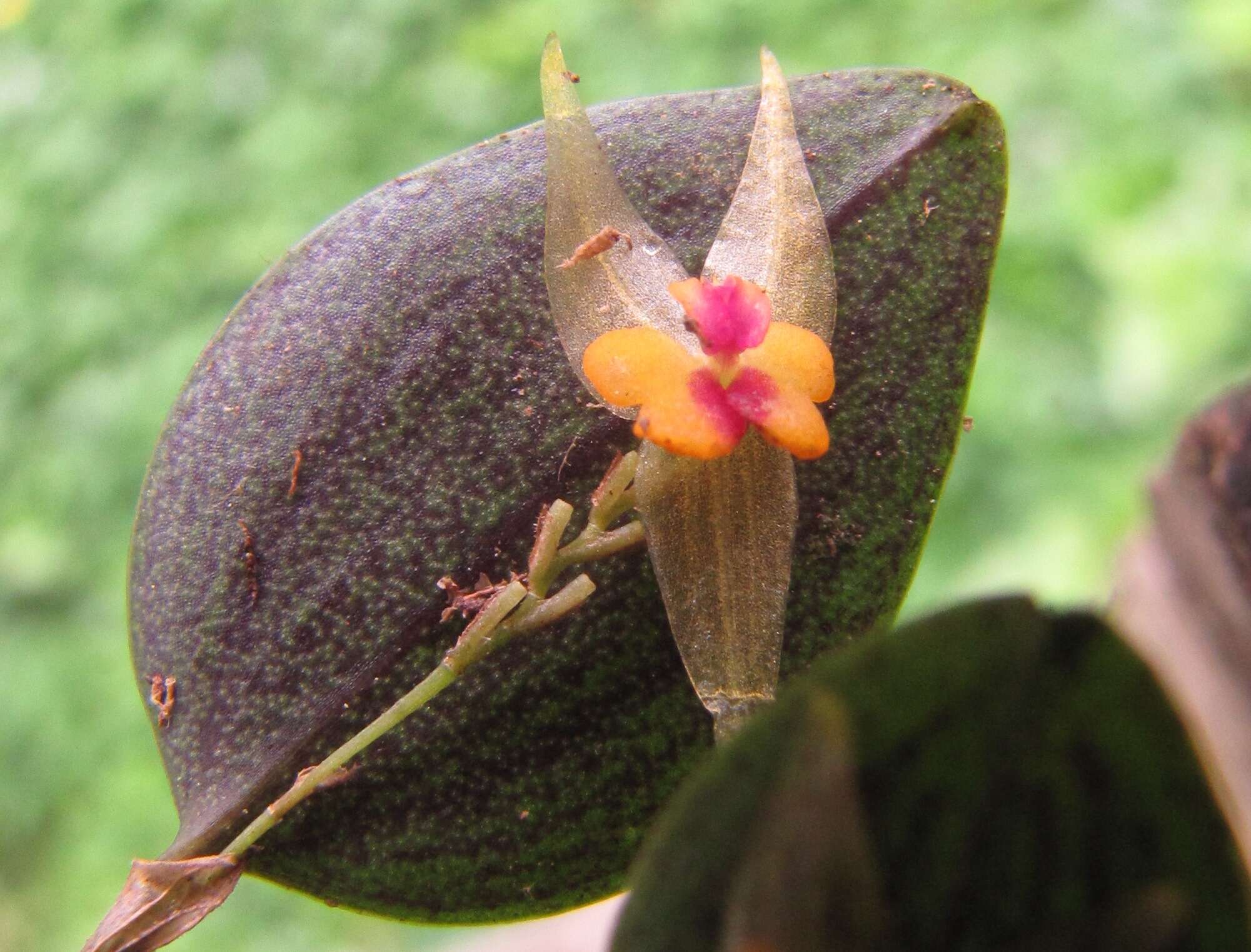 Image of Lepanthes acuminata Schltr.