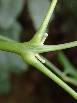 Image of Melicope pteleifolia (Champ. ex Benth.) T. G. Hartley