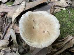 Image of Russula sororia (Fr.) Romell 1891