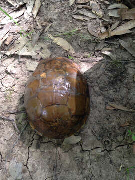 Image of Three-toed box turtle