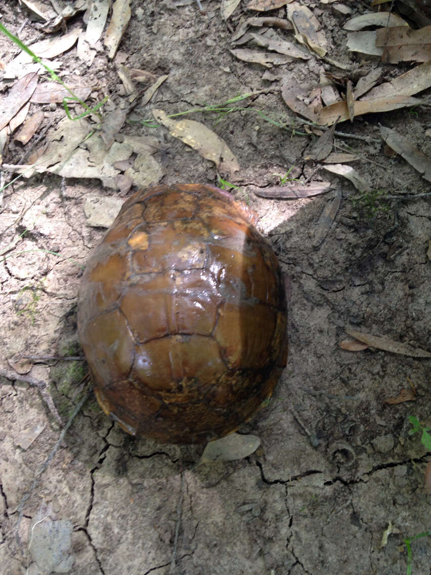 Image of Three-toed box turtle